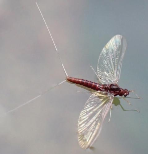 Baetinae